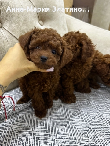 Той пудел момчета и момичета, снимка 4 - Пудели - 51889483