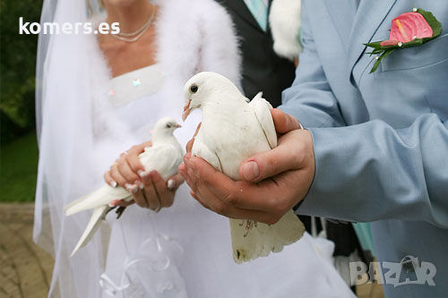  Бели гълъби  за сватби, тържества, ритуали и церемонии, снимка 2 - Гълъби - 36188439