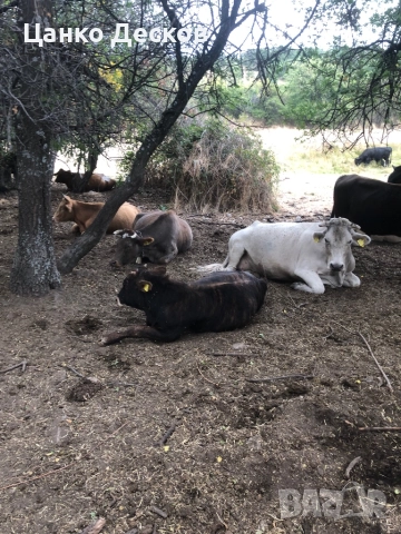 Стадо крави, снимка 3 - Крави - 51846249