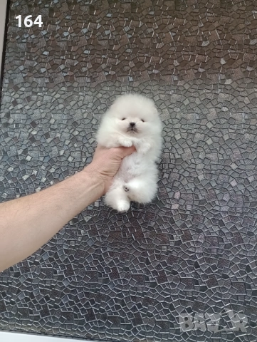 Бели Померани. Реални снимки !!!, снимка 14 - Померан - 53793098