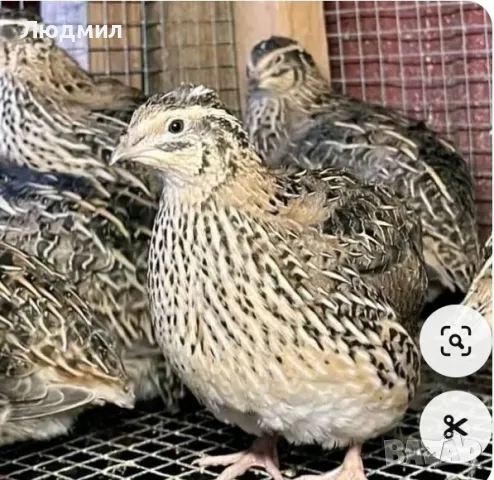 Млади Пъдпъдъци., снимка 2 - други­ - 48666923