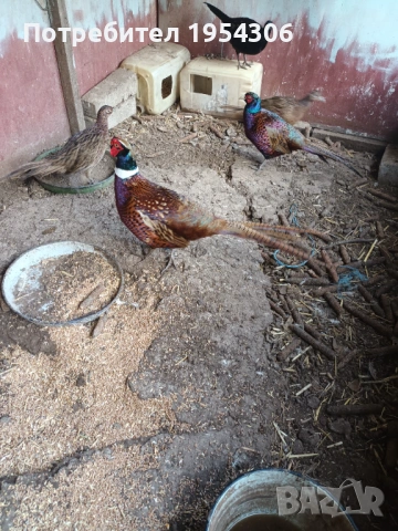 Свободни фазани, снимка 3 - други­ - 53853961