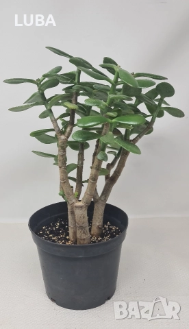 Дървото на живота/ Красула/, снимка 5 - Стайни растения - 46297125