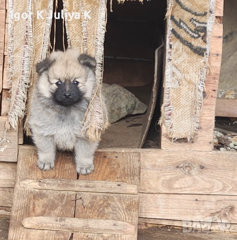 Померан мини шпицове , снимка 3 - Померан - 52472306