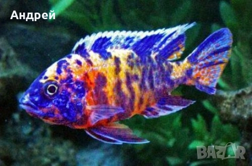 Аулонокара ОБ