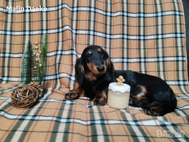    Дългокосмести  Дакелчета , снимка 2 - Дакели - 53727314