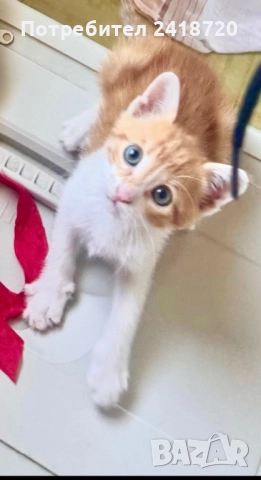 Подарявам коте / котенце, снимка 1