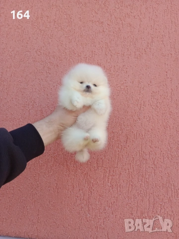 Миниатюрно мини момиче. Мини Померан. Реални снимки от 11.03. 2026 г