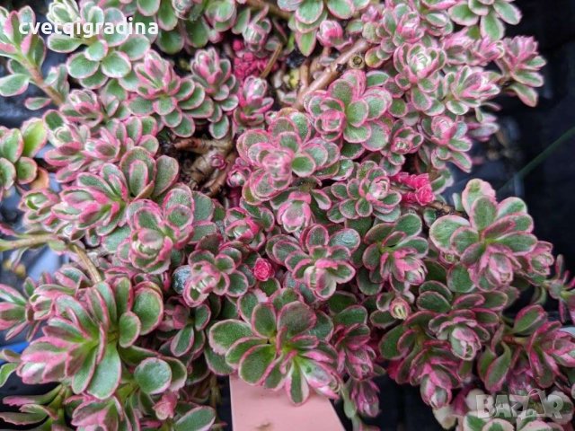 Sedum Spurium Tricolor (Седум Триколор), снимка 1 - Градински цветя и растения - 41609388