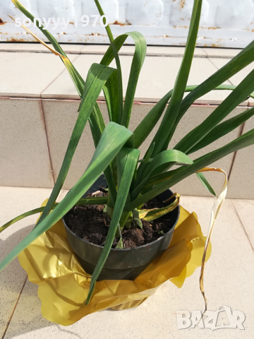 ЗЕЛЕН ЧЕСЪН В САКСИЯ 1803241609, снимка 5 - Градински цветя и растения - 44823905