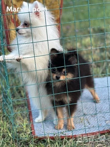 Померан мъжко, снимка 1