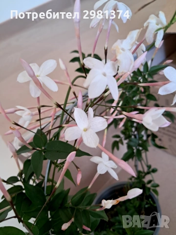 Жасмин -розов