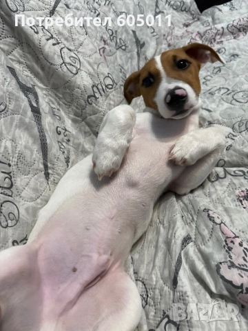 Продавам Джак Ръсел роден на 3.10.2025
