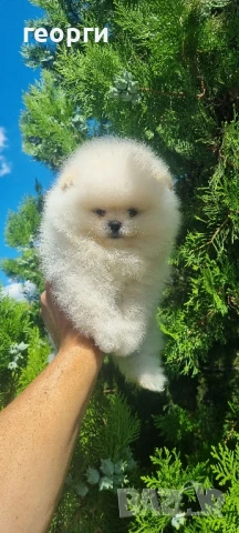 померанче, снимка 11 - Померан - 51188810