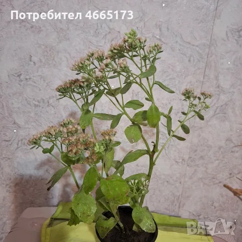 Лечебна Дебела Мара комплект , снимка 8 - Градински цветя и растения - 54580584