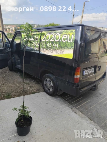 Рустифина, снимка 5 - Разсади - 49037301