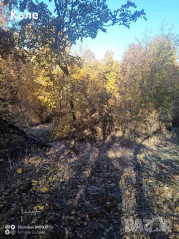 Широколистни гори 15.5 дка с. Винище, община Монтана, снимка 9 - Земеделска земя - 48391879