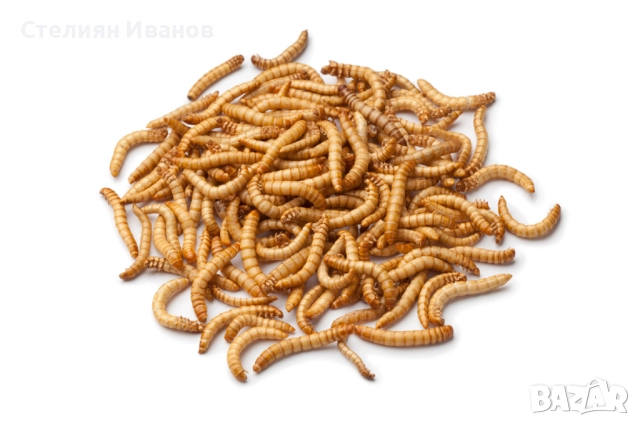 Хлебарки дубия, брашнени червеи, супербрашнен/кралски червей (морио), дрозофили, мокрици (изоподи), снимка 5 - Други - 49534577