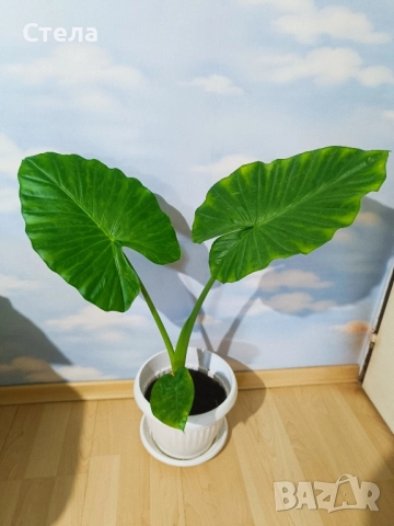 Трилистник, Индрише, Дифенбахия, Бегония, Бенджамин, Епипремнум, Билбергия , снимка 2 - Стайни растения - 52017877