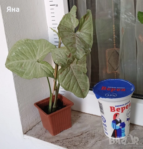 Сингониум "Milk Confetti", снимка 2 - Стайни растения - 53712309