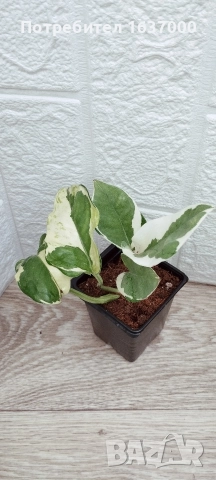 Епипремнум N'joy 