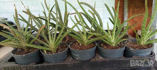 Aloe Wera, снимка 3 - Стайни растения - 41893897