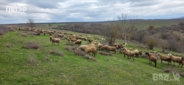 Продавам стадо под Селекция 