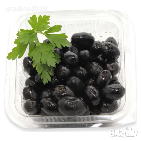 Маслина- Налични 3  сорта  , снимка 3 - Градински цветя и растения - 31773467