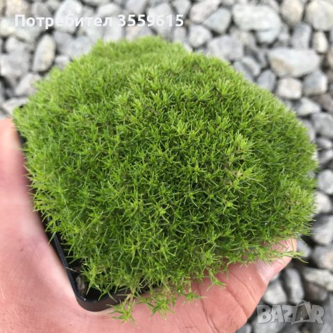 парчета мъх , снимка 1