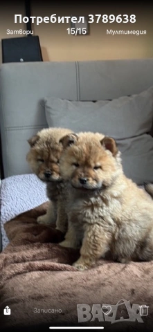 Чау - Чау  💙🐾 , снимка 8 - Чау Чау - 50101890