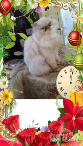 Ваксинирани персийски дългокосмести котки с ЕС паспорти,микрочипирани! , снимка 17 - Персийска - 45572562