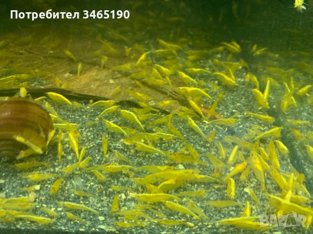 Жълти скариди, Yellow Shrimps, снимка 8 - Рибки - 40658195