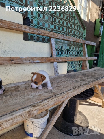 Джак-Ръсел Териер , снимка 2 - Джак ръсел териер - 53756570