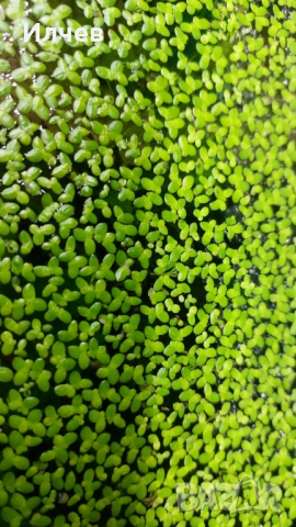 аквариуми разтения, снимка 2 - Други - 53804498