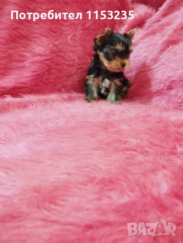 йоркширски териер, снимка 5 - Йоркширски териер - 52843747