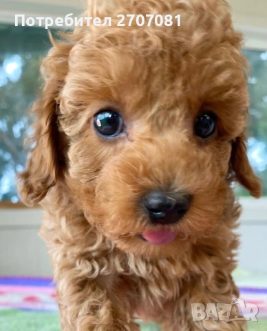 Той пудел/Тий къп, снимка 7 - Пудели - 53190681