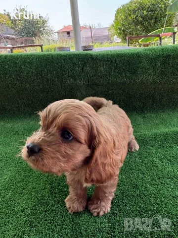Cavapoo  Кавапу, снимка 4 - Кавалер кинг чарлз шпаньол - 55875940
