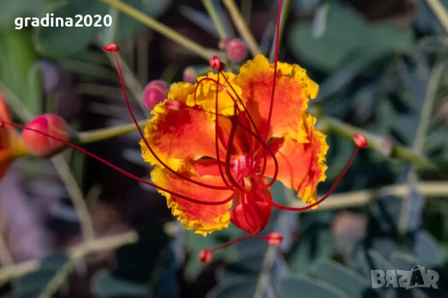 Цезалпиния пулхерима – Caesalpinia pulcherrima, снимка 3 - Разсади - 55863597