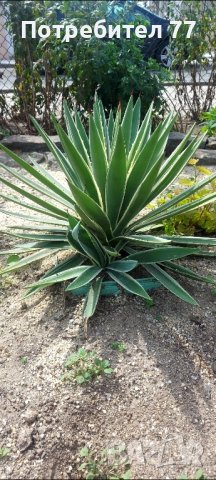 Agave angustifolia, снимка 2 - Градински цветя и растения - 42322258