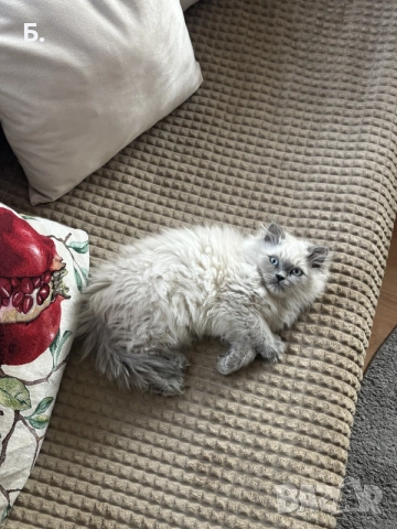 Мъжки котарак за Разплод, снимка 6 - Други - 55964066