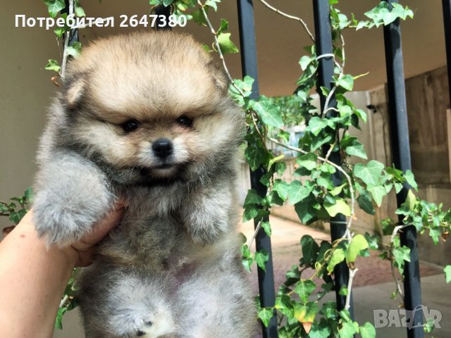 Померан, снимка 7 - Померан - 41787962