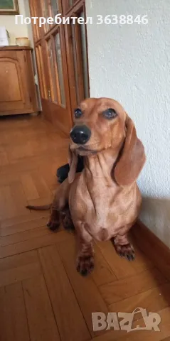 Дакел рубин, снимка 3 - Дакели - 49659227