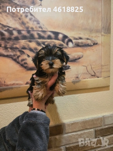 Йоркширски териери , снимка 5 - Йоркширски териер - 53220749