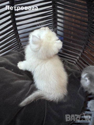 Британски / шотландски котенца , снимка 6 - Британска късокосместа - 53590580