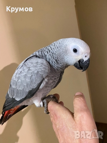  Продавам папагали Жако (African Grey Parrot)
