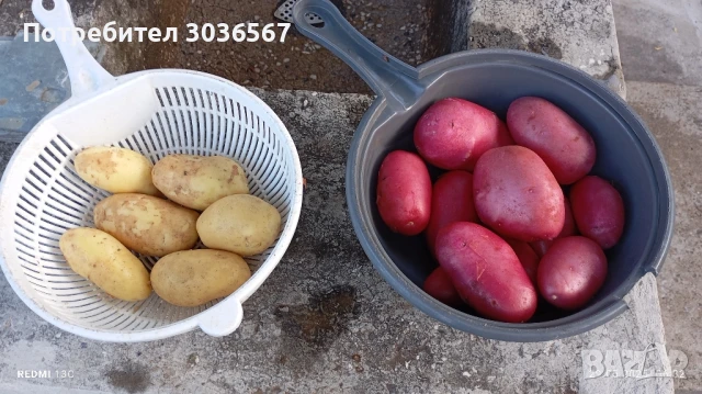 Картофи, лук - пресни, джоджен, магданоз., снимка 2 - Домашни продукти - 50466216