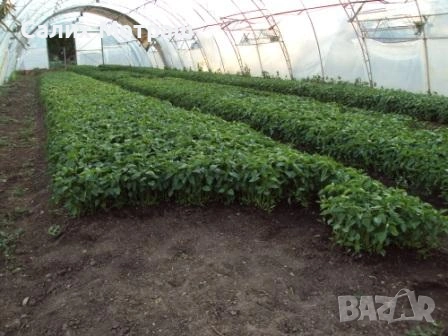 Разсад за пипер, разсад за домати и др., снимка 4 - Разсади - 53056101
