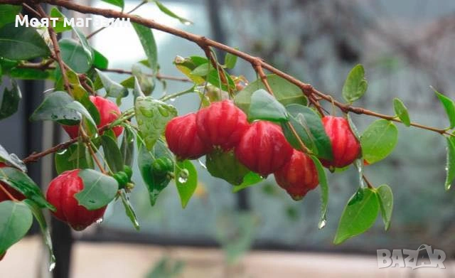 Суринамска череша, снимка 2 - Градински цветя и растения - 53641230