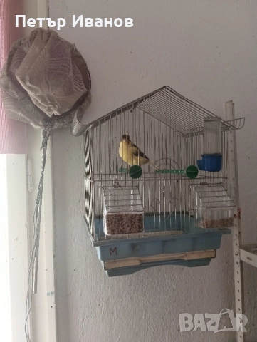 Канарчета млади 2025г. и 2024г., снимка 2 - Канари - 52541500