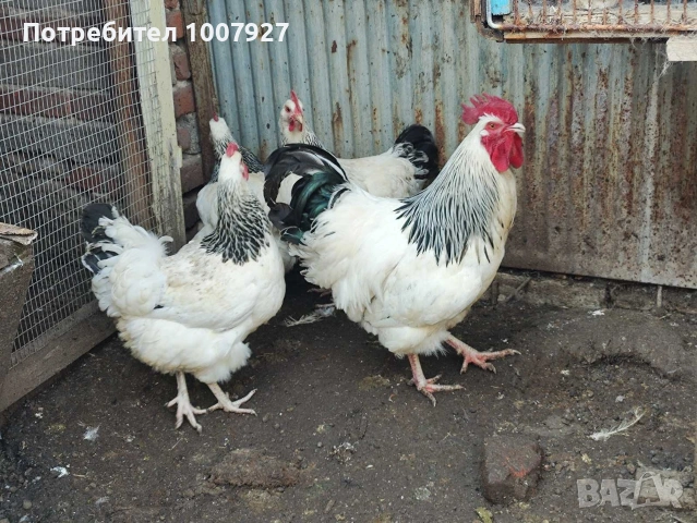 Кокошки и петел БЯЛ СЪСЕК - НОСАЧКИ, снимка 4 - Кокошки и пуйки - 53737011